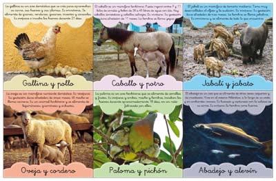 Maestr@ de Primaria Nº 88