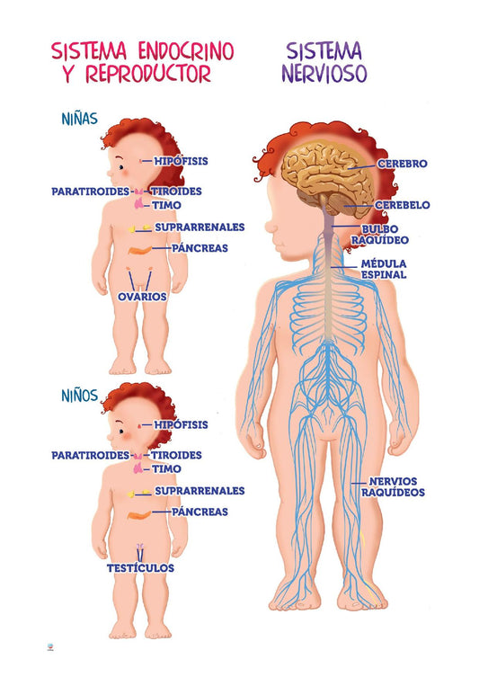 ¡Nos conocemos! Sistema reproductor, endocrino y nervioso.