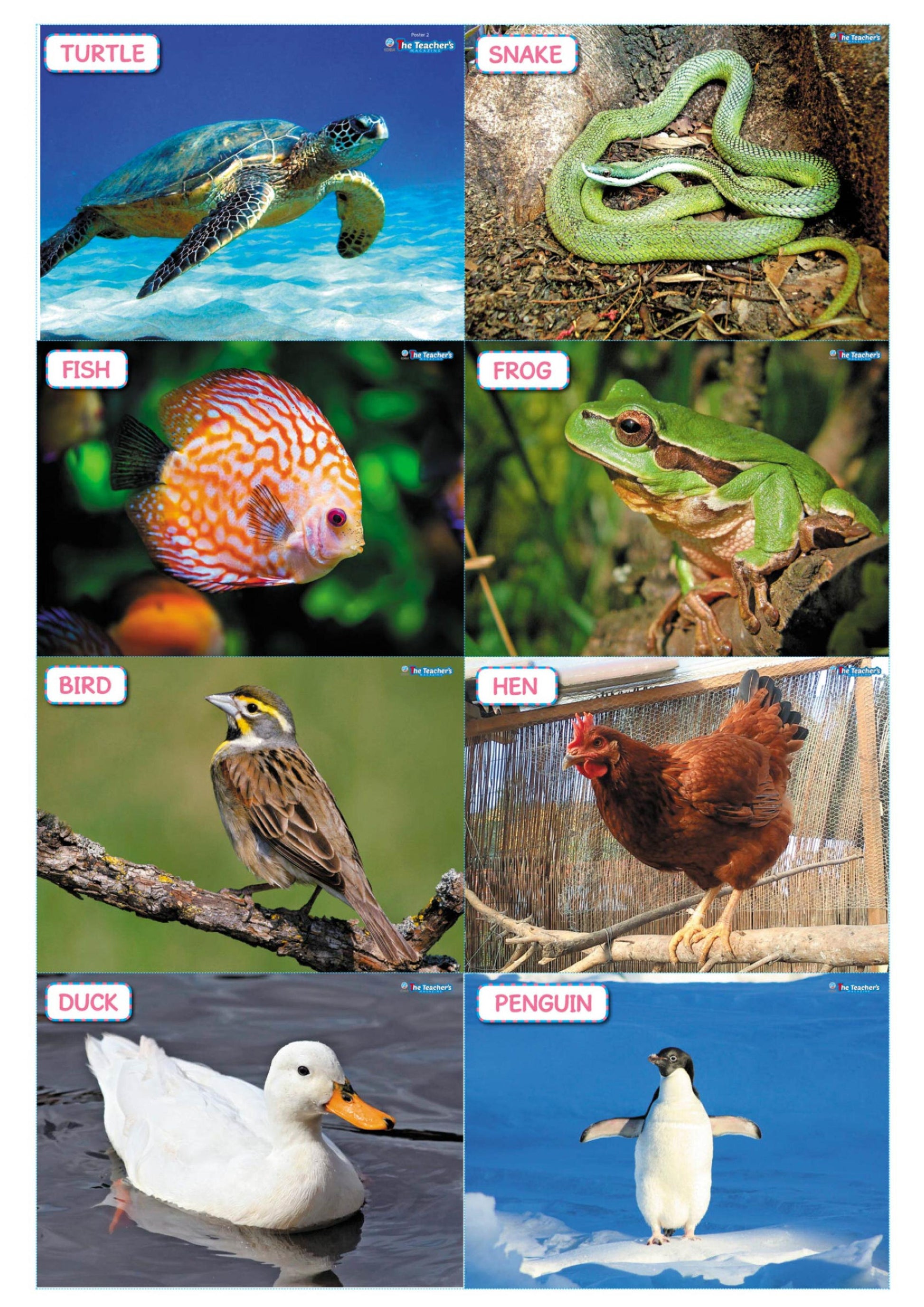 The Teacher's Magazine Nº 167 EDIBA EUROPA